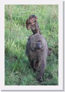 08AkageraAllDayGameDrive - 129 * Olive Baboon.